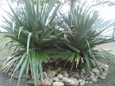 Harry Bhadeshia in Brazil, metallurgy