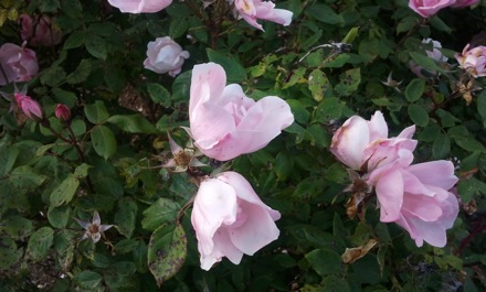 Sheffield Forgemasters, Cape Cod