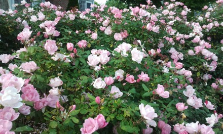 Sheffield Forgemasters, Cape Cod