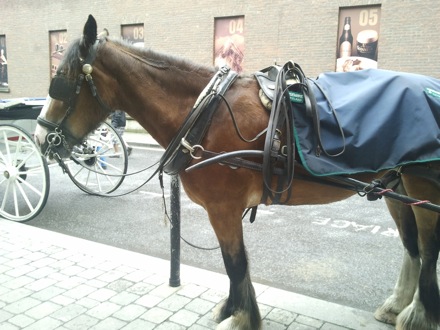 Acta Materialia, Scripta Materialia, Acta Journals