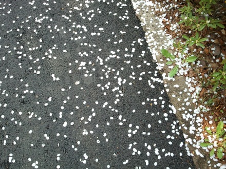 cherry blossom in Pohang, South Korea