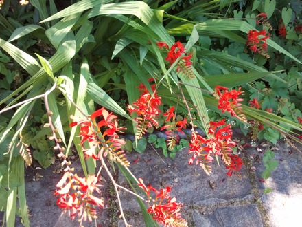 Greg Olson, Subhash Mahajan, Flowers in Darwin College, Danyi Luo, Chocolates