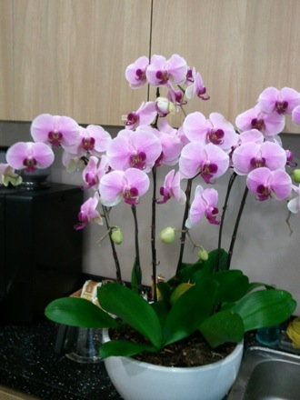 Flowers by Jung Wah Lee