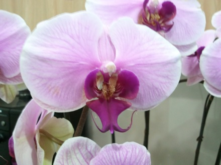 Flowers by Jung Wah Lee