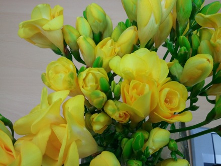 Flowers by Jung Wah Lee