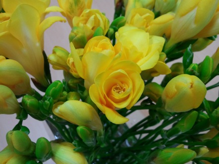 Flowers by Jung Wah Lee