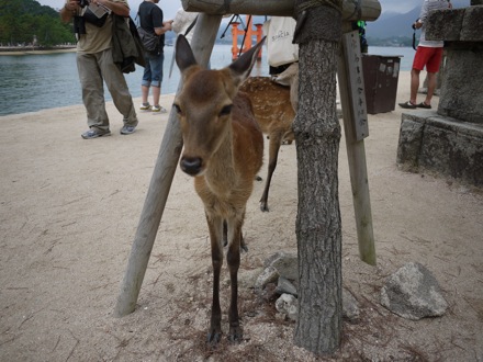 Mathew Peet in Japan