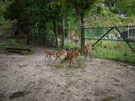 Mathew Peet in Japan