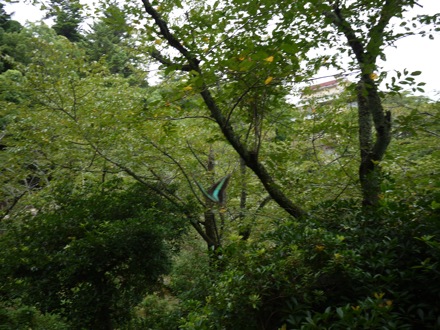 Mathew Peet in Japan