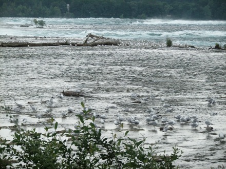 Hala Salman Hasan at Niagra Falls, July 2012