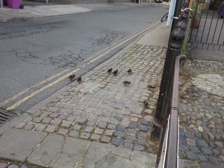 Lucy Fielding, Dawn retiring, Mathew Peet, Torrin MacKay, Sanbao Lin, Steve Ooi, Shinichi Nambu, Hector Pous, Ducklings,Graham Pullan from the Engineering Department, Mathew Peet, Yoshiaki Tsukada (Head of Innovation and Technology at Mitsubishi Heavy Industries, and Hikaru Tashiro from MHI