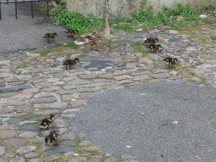 Lucy Fielding, Dawn retiring, Mathew Peet, Torrin MacKay, Sanbao Lin, Steve Ooi, Shinichi Nambu, Hector Pous, Ducklings,Graham Pullan from the Engineering Department, Mathew Peet, Yoshiaki Tsukada (Head of Innovation and Technology at Mitsubishi Heavy Industries, and Hikaru Tashiro from MHI