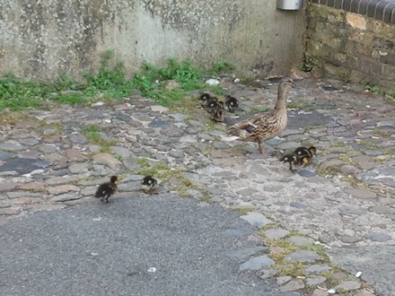 Lucy Fielding, Dawn retiring, Mathew Peet, Torrin MacKay, Sanbao Lin, Steve Ooi, Shinichi Nambu, Hector Pous, Ducklings,Graham Pullan from the Engineering Department, Mathew Peet, Yoshiaki Tsukada (Head of Innovation and Technology at Mitsubishi Heavy Industries, and Hikaru Tashiro from MHI