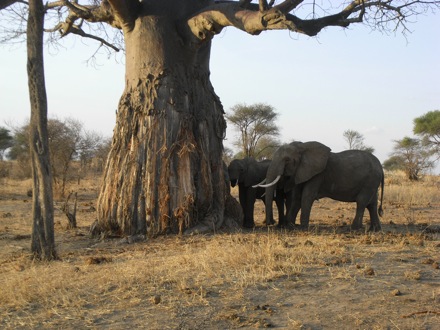 Tanzania, elephants, leopard, ostrich, hippo, crocodile, lions, cubs