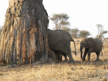 Tanzania, elephants, leopard, ostrich, hippo, crocodile, lions, cubs