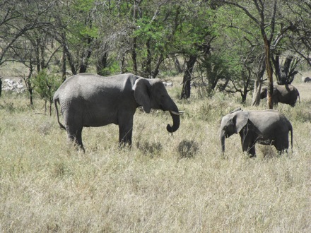 Tanzania, elephants, leopard, ostrich, hippo, crocodile, lions, cubs