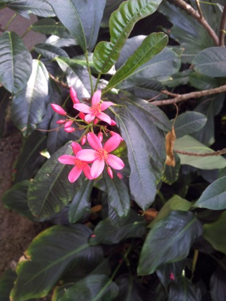 Hala Salman Hasan, Botanical Gardens, Cleaveland, Ohio, USA