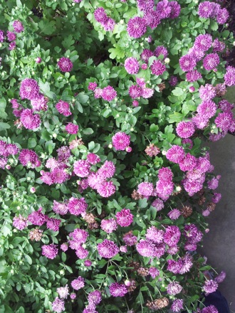 Hala Salman Hasan, Botanical Gardens, Cleaveland, Ohio, USA