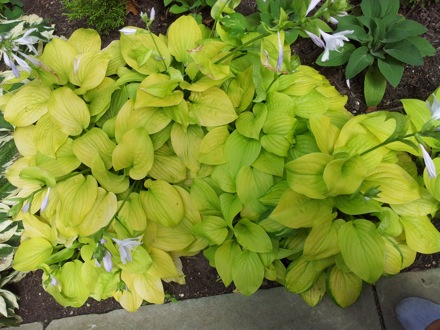 Hala Salman Hasan, Botanical Gardens, Cleaveland, Ohio, USA