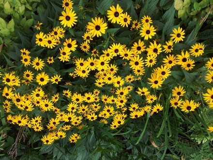 Hala Salman Hasan, Botanical Gardens, Cleaveland, Ohio, USA