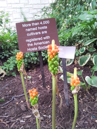 Hala Salman Hasan, Botanical Gardens, Cleaveland, Ohio, USA
