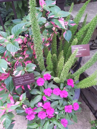 Hala Salman Hasan, Botanical Gardens, Cleaveland, Ohio, USA