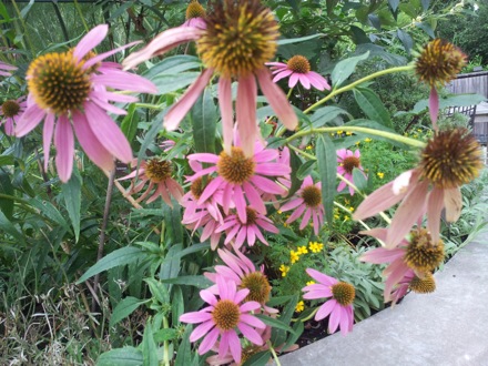 Hala Salman Hasan, Botanical Gardens, Cleaveland, Ohio, USA