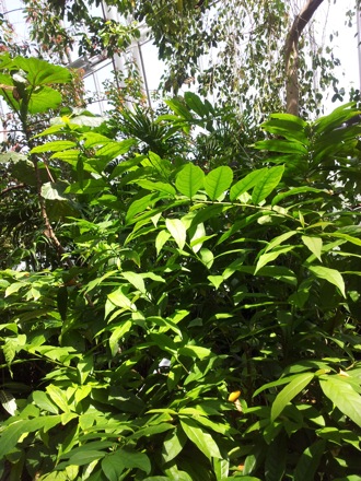 Hala Salman Hasan, Botanical Gardens, Cleaveland, Ohio, USA