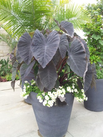 Hala Salman Hasan, Botanical Gardens, Cleaveland, Ohio, USA