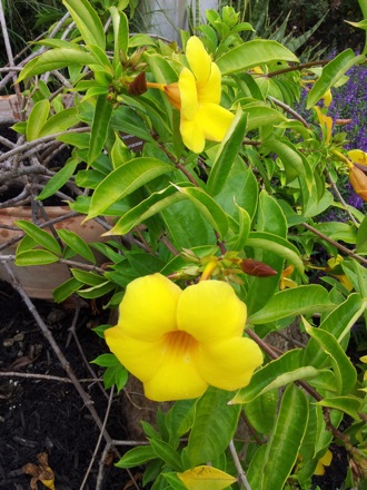Hala Salman Hasan, Botanical Gardens, Cleaveland, Ohio, USA