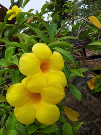 Hala Salman Hasan, Botanical Gardens, Cleaveland, Ohio, USA