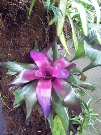 Hala Salman Hasan, Botanical Gardens, Cleaveland, Ohio, USA