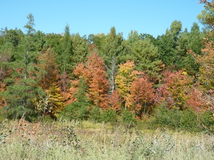 Tim Ramjaun,Chalk River, weld metal, phase transformations and complex properties research group