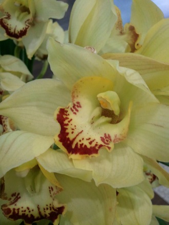 Harry Bhadeshia in Dubai,  5th Workshop organised by the Ras Al Khaimah Centre for Advanced Materials