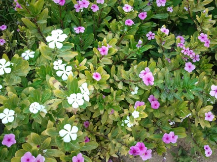 Harry Bhadeshia in Dubai,  5th Workshop organised by the Ras Al Khaimah Centre for Advanced Materials