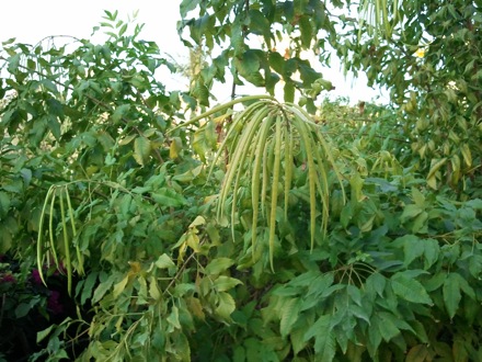 Harry Bhadeshia in Dubai,  5th Workshop organised by the Ras Al Khaimah Centre for Advanced Materials