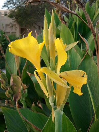 Harry Bhadeshia in Dubai,  5th Workshop organised by the Ras Al Khaimah Centre for Advanced Materials