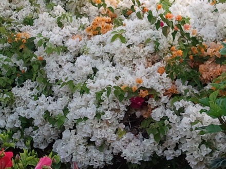 Harry Bhadeshia in Dubai,  5th Workshop organised by the Ras Al Khaimah Centre for Advanced Materials