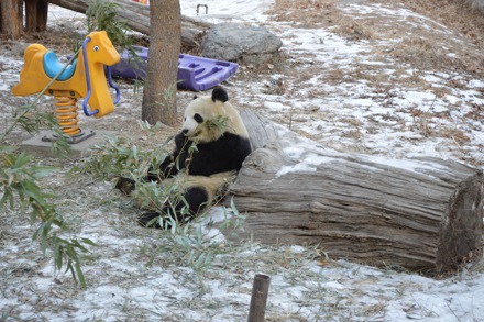 Hector Pous, Andrea, China, Beijing, December 2012, Yan Pei