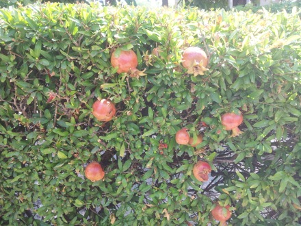 Phase transformations and complex properties research group, Hala Salman Hasan in Spain, EUROMAT, 2013