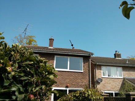 Harry Bhadeshia, bird guard, swans, Hector Pous, Seo, Seung-Woo, leaves