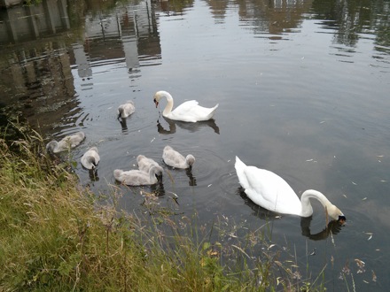 Harry Bhadeshia, bird guard, swans, Hector Pous, Seo, Seung-Woo, leaves