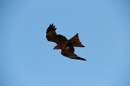 Lucy Fielding in Australia,Phase transformations and complex properties research group, steels, metallurgy