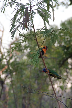 Lucy Fielding in Australia,Phase transformations and complex properties research group, steels, metallurgy
