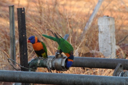 Lucy Fielding in Australia,Phase transformations and complex properties research group, steels, metallurgy