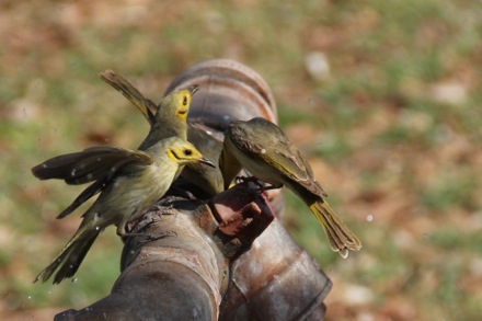 Lucy Fielding in Australia,Phase transformations and complex properties research group, steels, metallurgy