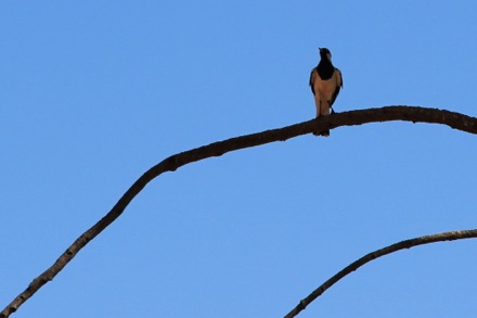 Lucy Fielding in Australia,Phase transformations and complex properties research group, steels, metallurgy