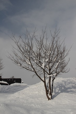 Lucy Fielding, PT GROUP, Cambridge University, Japan