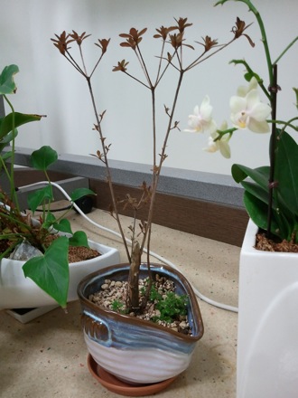 St Petersburg State University, flowers, GIFT, POSTECH, Harry Bhadeshia, South Korea, Pohang University of Science and Technology, Namashkar restaurant, Indian food