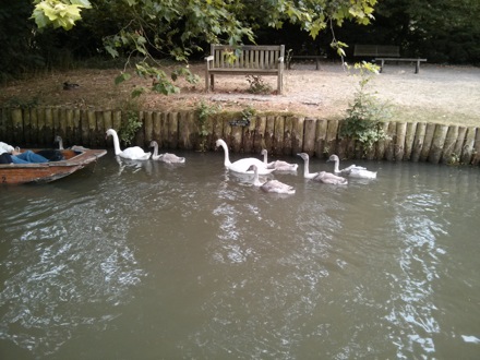 PT Group picnic, Grantchester, Cambridge, Cambridge University